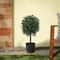 2ft. Boxwood Single Ball Topiary in Nursery Pot